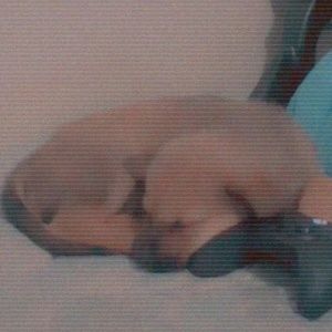 Meet your Posher, Kadence